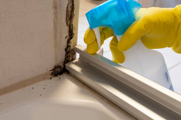 Best Residential Mold Remediation in Saw Creek, PA